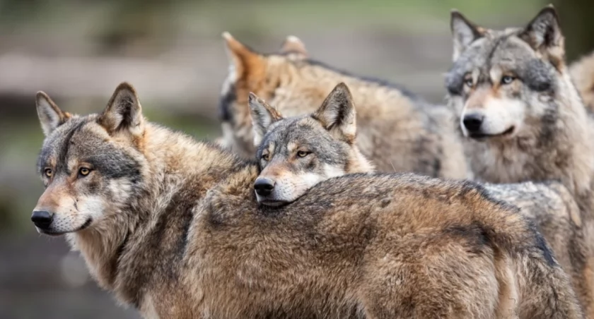 Wilki w gminie Rajcza – uproszczona procedura zgłaszania incydentów