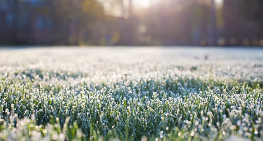 Zimni ogrodnicy znów miesiąc wcześniej czyli zmiany klimatu widoczne gołym okiem 