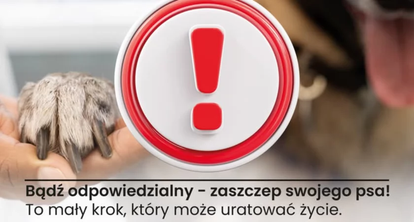 Wścieklizna: Śmiertelne zagrożenie, któremu można zapobiec