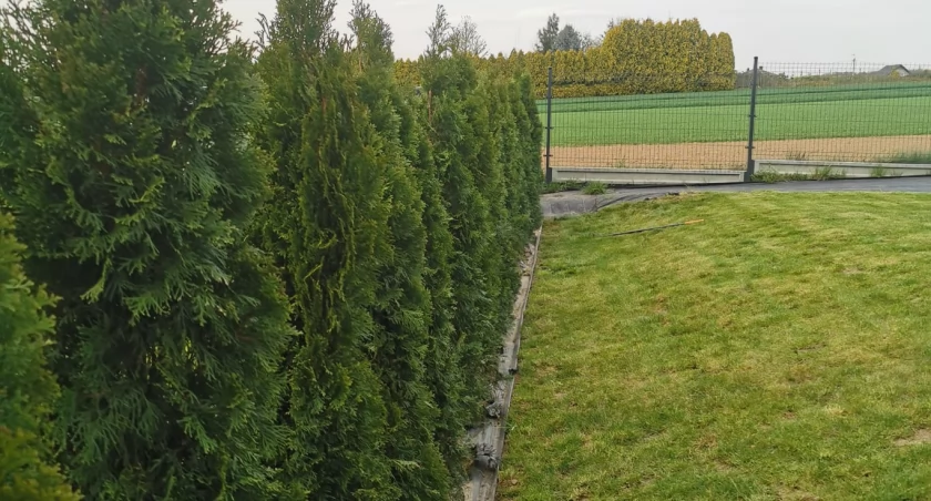 Specjalistyczna pielęgnacja ogrodów – Twoja zielona przestrzeń w najlepszych rękach