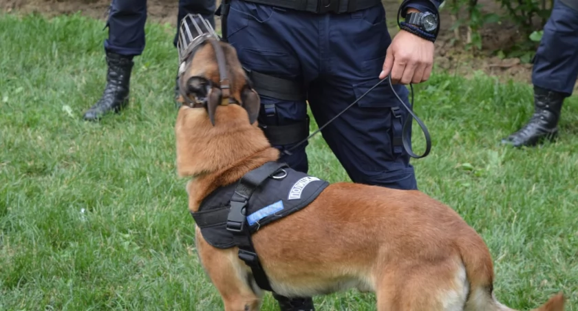Żywiecka Komenda Policji wspiera czworonożnych bohaterów – pomoc dla weteranów służb mundurowych