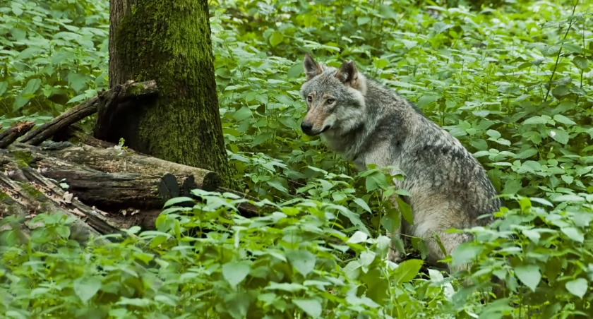 Wiosenne wędrówki wilków w powiecie żywieckim – tajemnice samotnych wędrowców