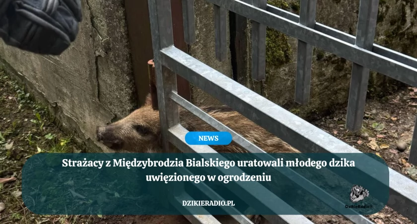 Strażacy z Międzybrodzia Bialskiego uratowali młodego dzika uwięzionego w ogrodzeniu