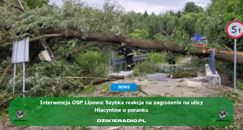 Usuwanie powalonego drzewa na ul. Hiacyntów w Lipowej