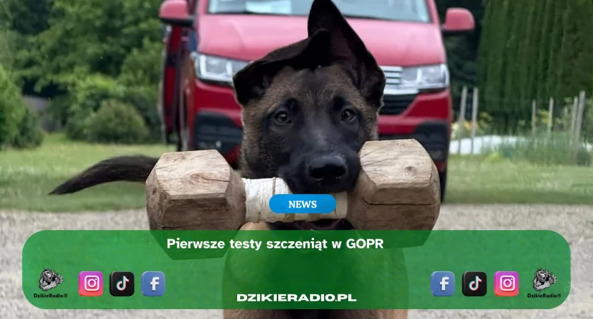 Pierwszy egzamin uroczych szczeniaków - rekrutacja psów ratowników GOPR 