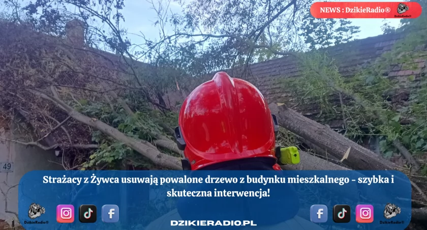 Drzewo runęło na budynek – szybka interwencja strażaków w Żywcu