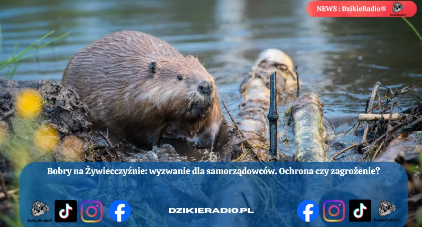 Bobry pod lupą samorządowców – ochrona czy zagrożenie dla Żywiecczyzny?