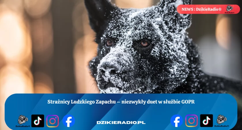 Psy GOPR: Nieoceniona pomoc w ratowaniu ludzkich istnień w górach