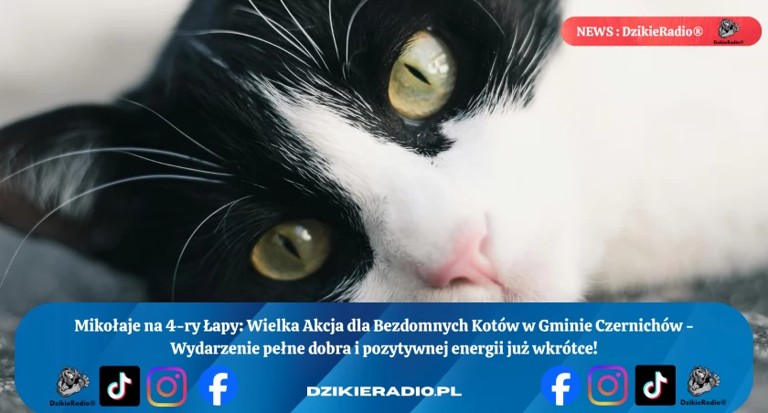 Mikołaje na 4 łapy: Wielka Akcja dla Bezdomnych Kotów w Gminie Czernichów - Zbiórka funduszy i Parada Mikołajów już wkrótce!