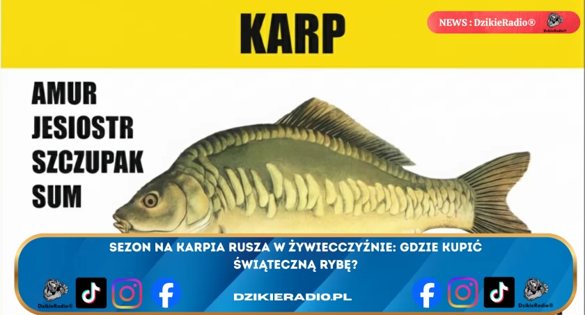 Handel Karpiem w Powiecie Żywieckim: Gdzie i Kiedy Nabyć Świeżą Rybę na Święta Bożego Narodzenia 2025