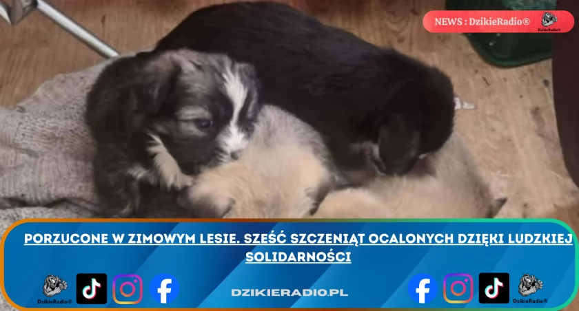 Porzucone w zimowym lesie. Sześć szczeniąt ocalonych dzięki ludzkiej solidarności