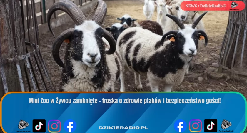 Mini Zoo w Żywcu zamknięte do połowy marca z powodu HPAI