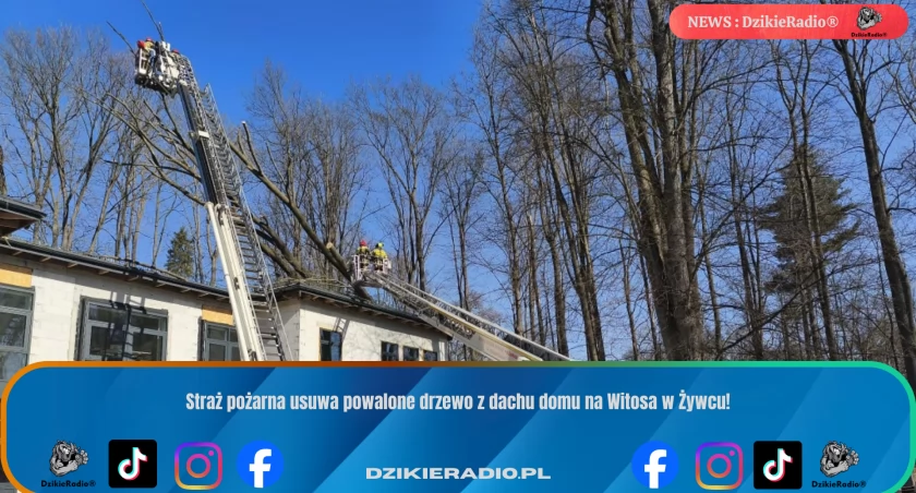 Straż pożarna usuwa powalone drzewo z dachu domu na Witosa w Żywcu