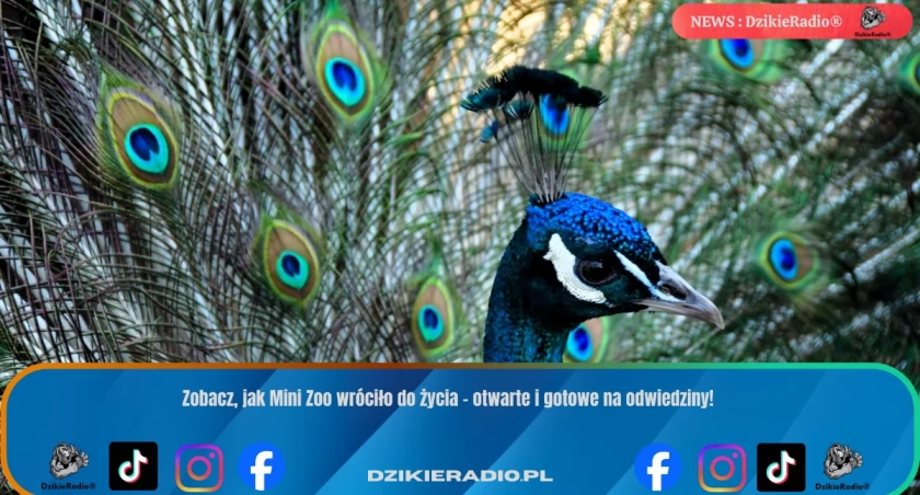 Zobacz, jak Mini Zoo wróciło do życia – otwarte i gotowe na odwiedziny!