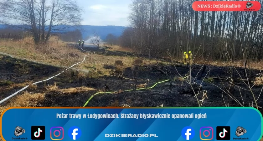 Pożar trawy w Łodygowicach. Strażacy błyskawicznie opanowali ogień
