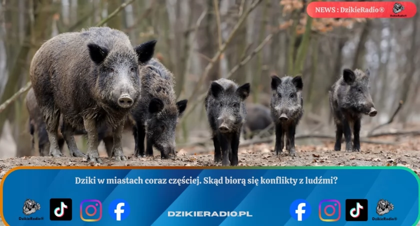 Dziki w miastach coraz częściej. Skąd biorą się konflikty z ludźmi?