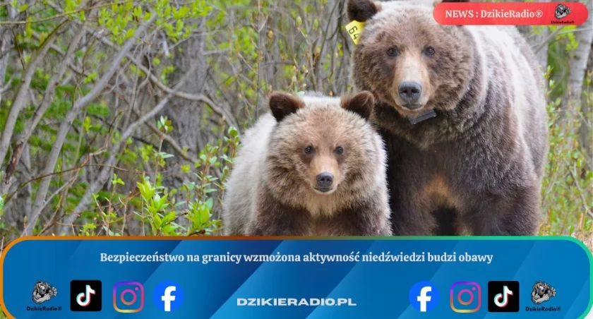 Niedźwiedzie przy granicy Ostrzeżenie dla mieszkańców i turystów