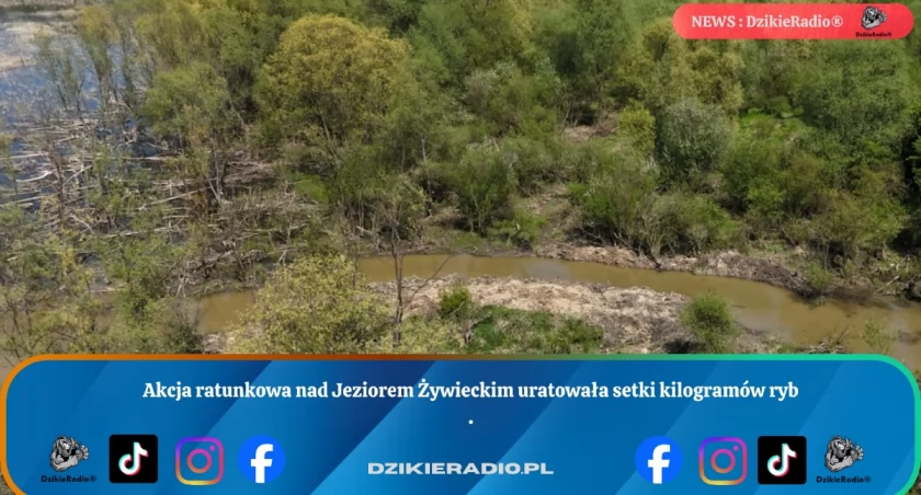 Akcja ratunkowa nad Jeziorem Żywieckim uratowała setki kilogramów ryb