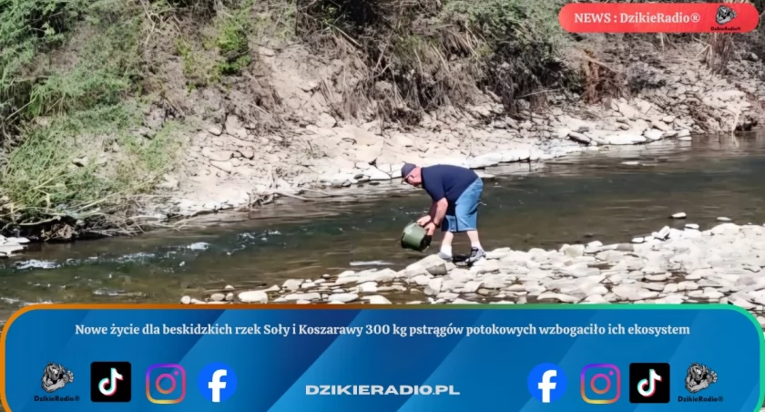 Nowe życie dla beskidzkich rzek Soły i Koszarawy 300 kg pstrągów potokowych wzbogaciło ich ekosystem