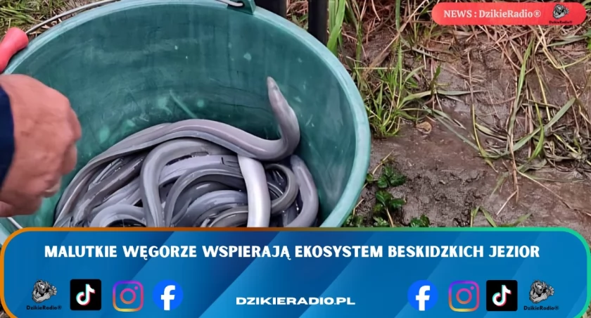 Zarybienie beskidzkich jezior to inwestycja w życie wodnych ekosystemów
