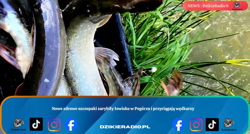 Nowe zdrowe szczupaki zarybiły łowisko w Pogórzu i przyciągają wędkarzy