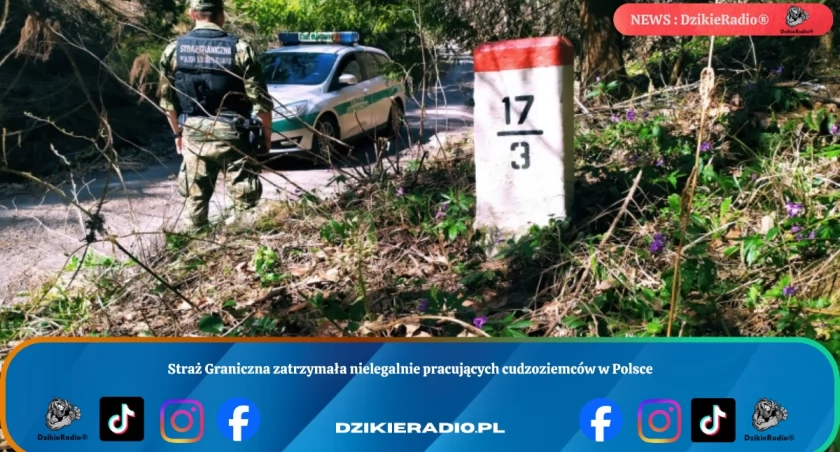 Straż Graniczna zatrzymała nielegalnie pracujących cudzoziemców w Polsce