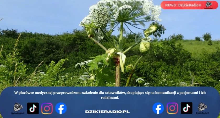 Gmina Lipowa apeluje o ostrożność przed barszczem Sosnowskiego