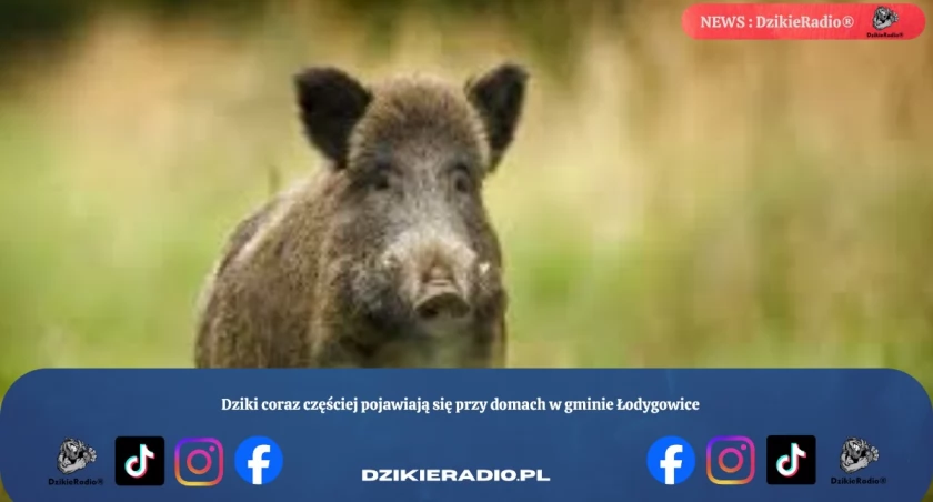 Dziki coraz częściej pojawiają się przy domach w gminie Łodygowice