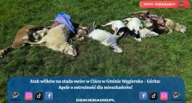 Atak wilków w Ciścu w Gminie Węgierska - Górka: Apel…