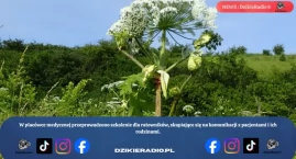 Gmina Lipowa apeluje o ostrożność przed barszczem So&hellip;