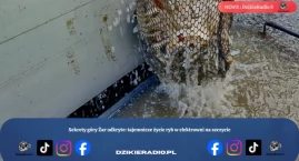Sekrety góry Żar odkryte: tajemnicze życie ryb w ele&hellip;