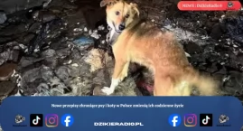 Nowe przepisy chroniące psy i koty w Polsce zmienią &hellip;