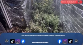 Policja zlikwidowała profesjonalną plantację konopi &hellip;