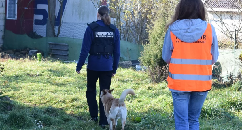 Trzy psy zamknięte w szopie, suka ze szczeniakami - w piwnicy