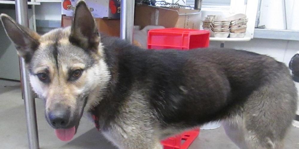 Pieski znalezione w Siedlcach. Rozpoznaj lub adoptuj!