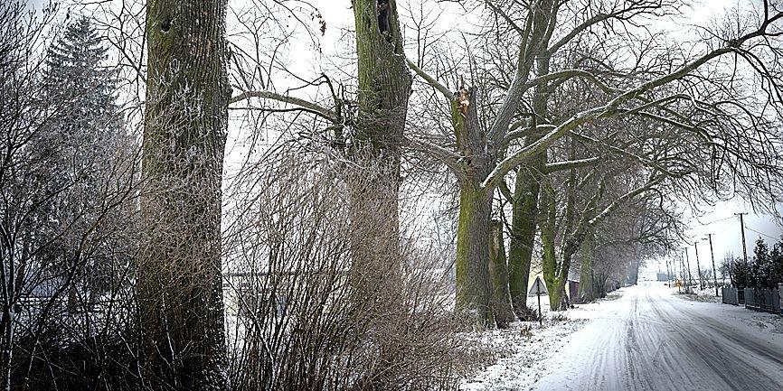 Drzewa umierają stojąc