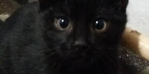 Czarnulek do adopcji