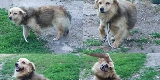 3-letni piesek z Węgrowa do pilnej adopcji