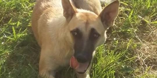 Suczka do adopcji