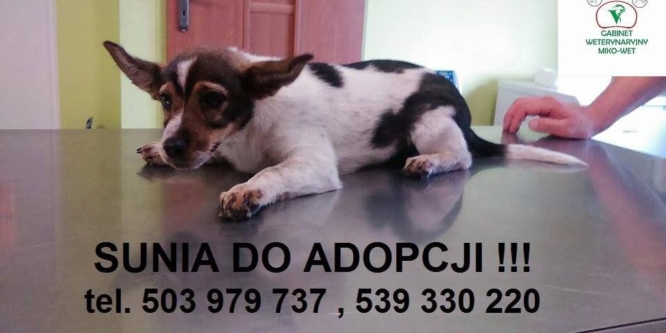 Suczka do adopcji
