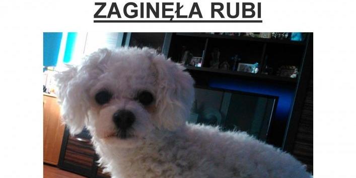 Zaginęła Rubi