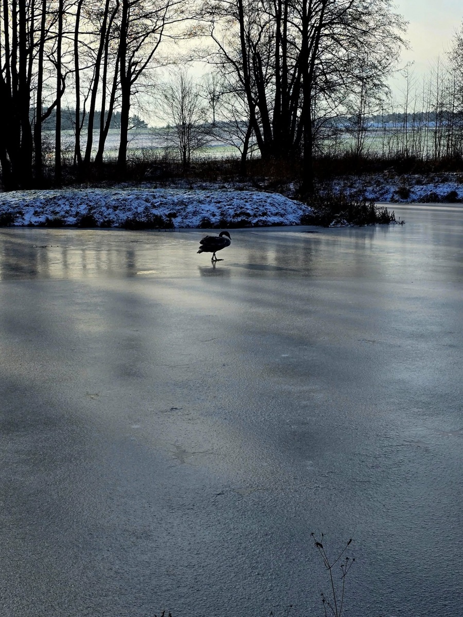 Ceranów: Łabędź przymarzł do lodu
