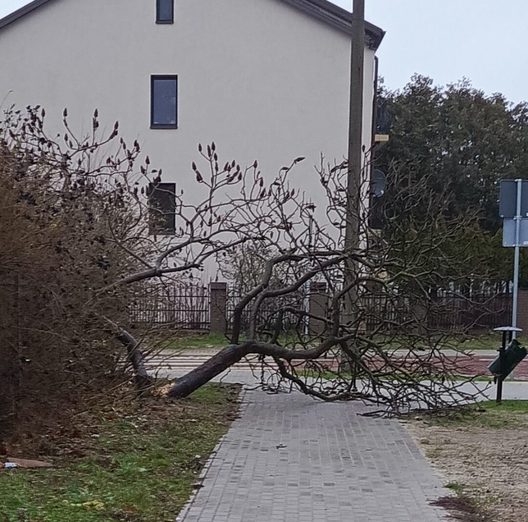 Drzewo spadło na chodnik. „Dzieci chodzą tędy do szkoły”