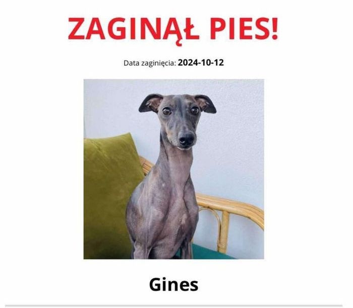 Zaginął pies w okolicach Gołaszyna – apel o pomoc w odnalezieniu Ginesa