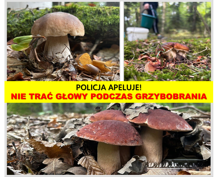 Policja apeluje o ostrożność podczas grzybobrania