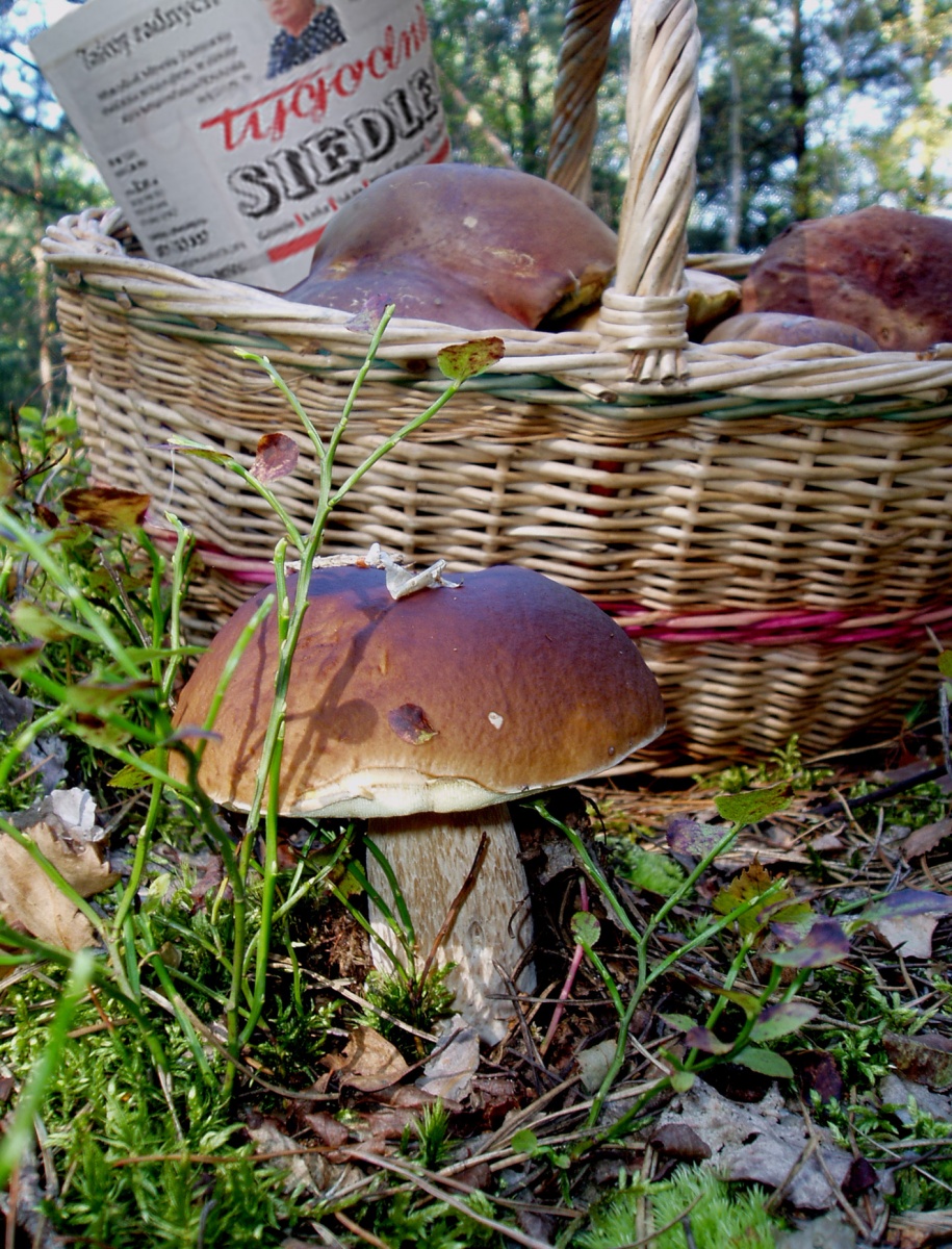 Włącz się w akcję ratowania kasztanowców w siedleckim parku! Jak to zrobić? O tym i nie tylko piszemy na łamach 
