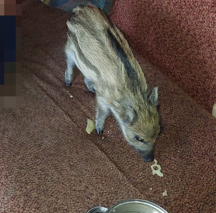 Przywiózł małego dzika z lasu do mieszkania, bo... zrobiło mu się szkoda