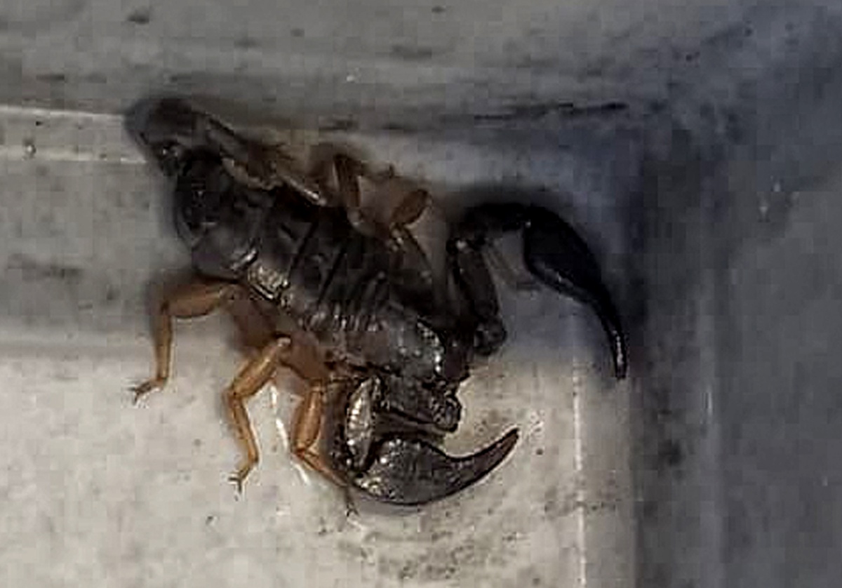 Skorpion w palecie z towarem