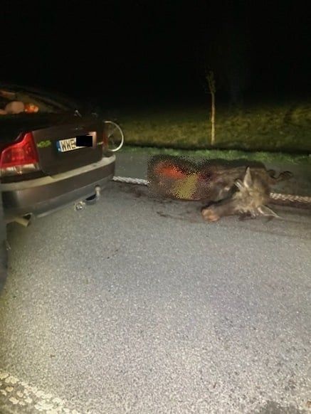 Zderzenia samochodu z łosiem - podróżujący ranni, zwierzę padło