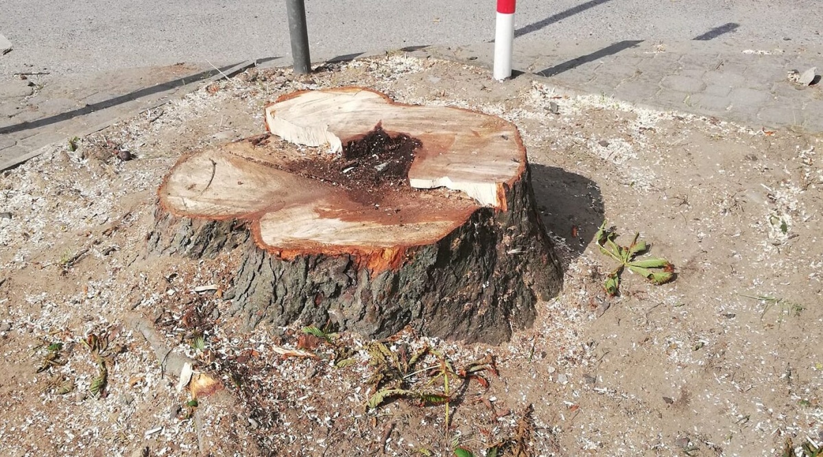 Czy wytną 43 drzewa?